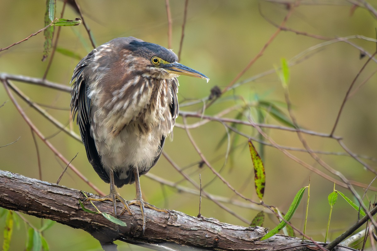 Green Heron - ML642812573