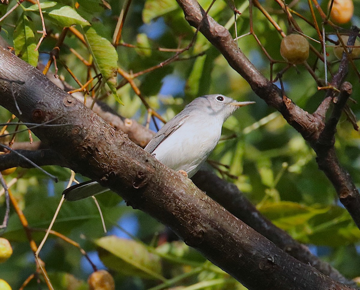 Blue-gray Gnatcatcher - ML642812578