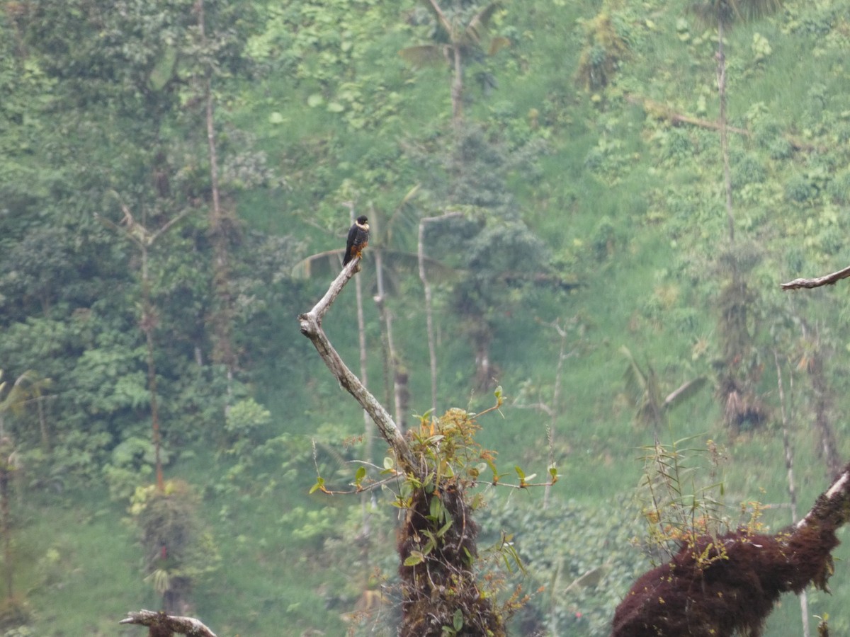 Bat Falcon - ML642812579