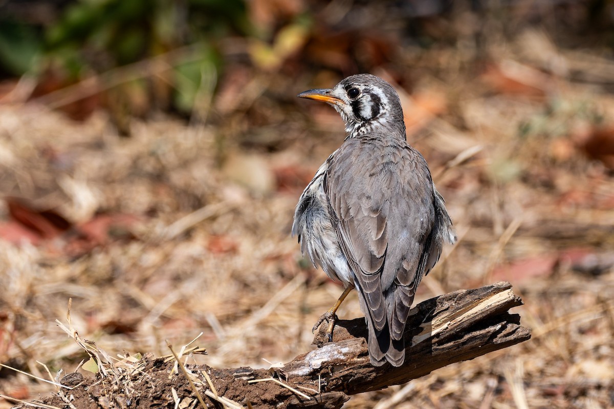 Groundscraper Thrush - ML642812580
