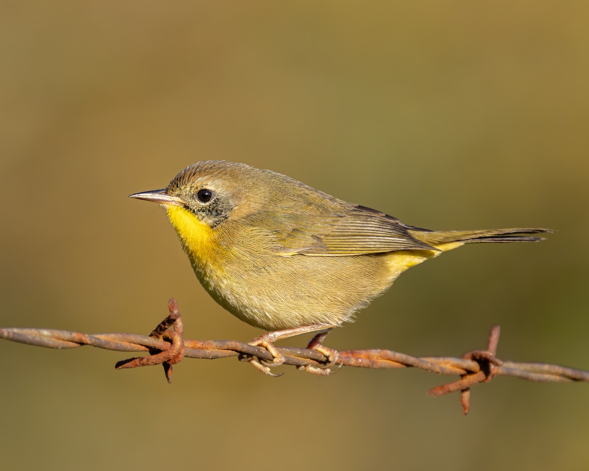 Common Yellowthroat - ML642812595