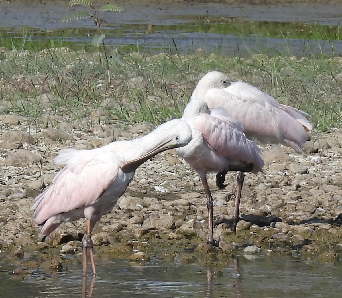 Roseate Spoonbill - ML642812603