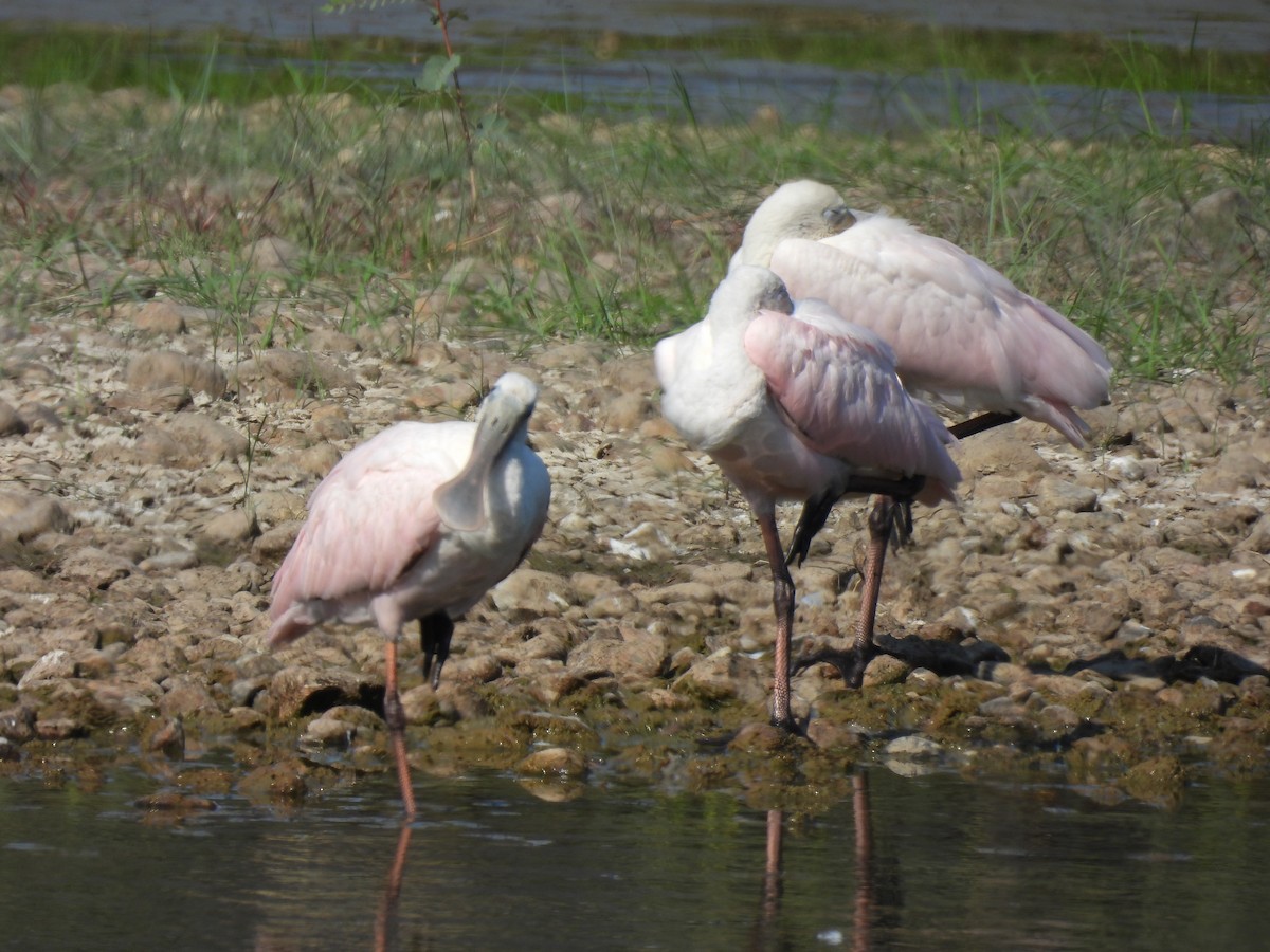 Roseate Spoonbill - ML642812604