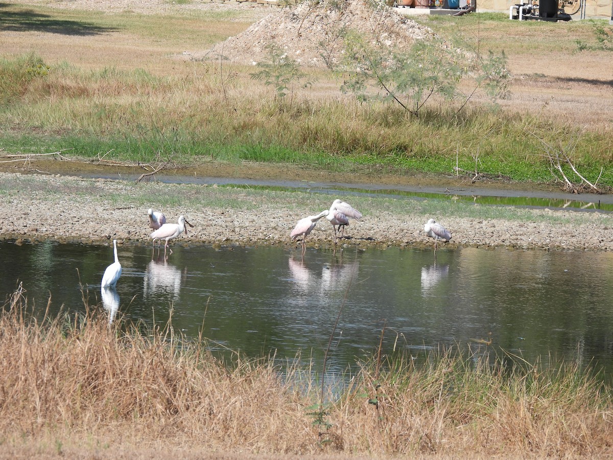 Roseate Spoonbill - ML642812605