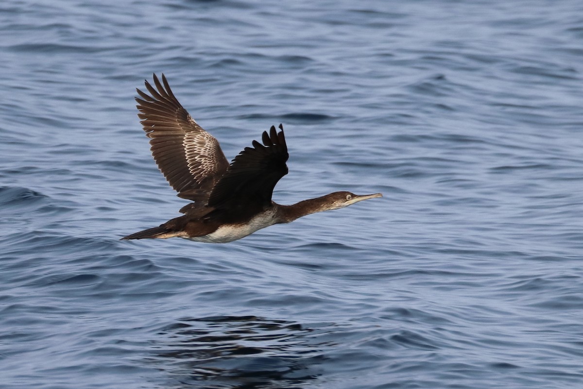 European Shag - ML642812609