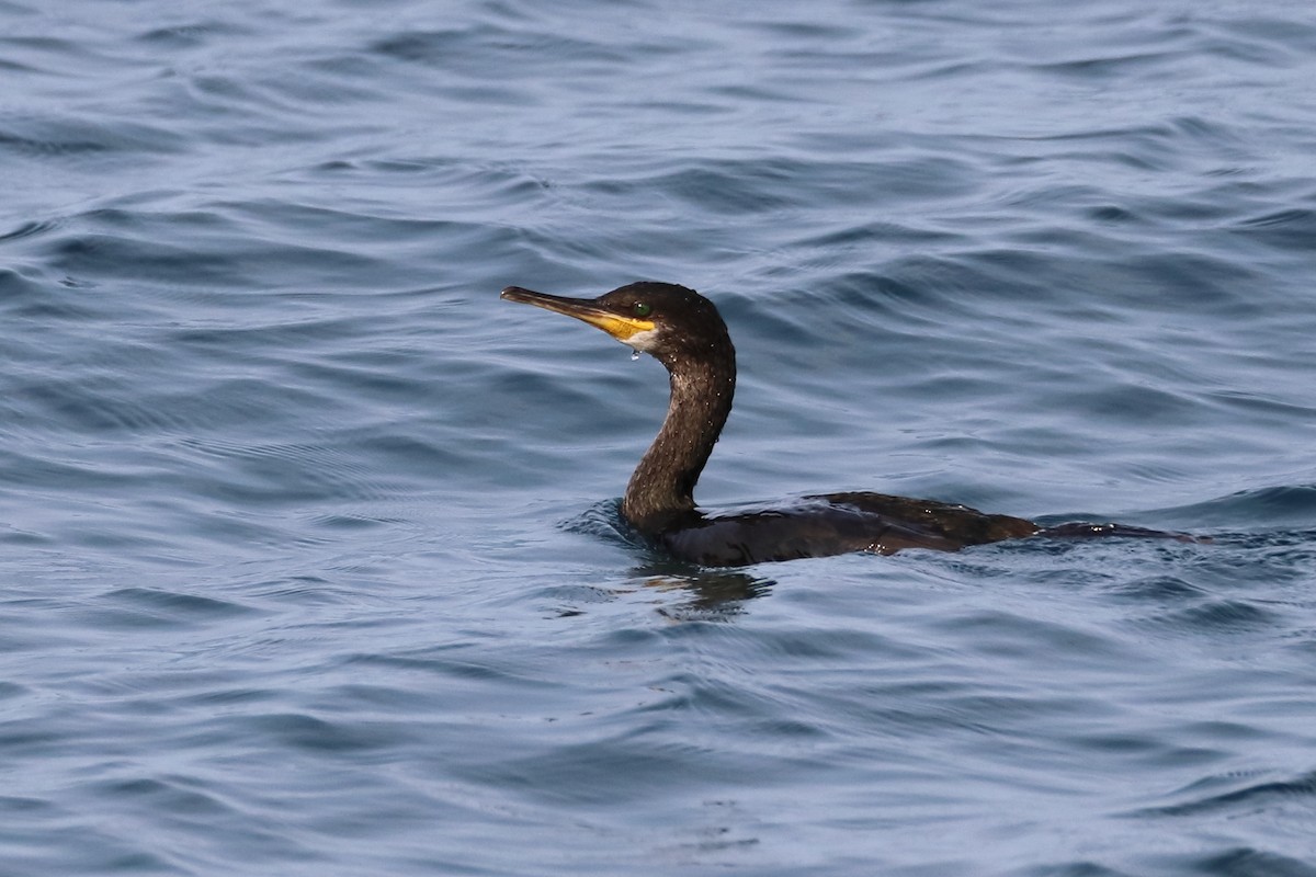 European Shag - ML642812611