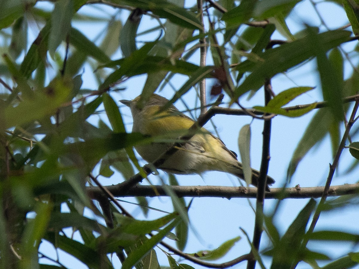 White-eyed Vireo - ML642812612