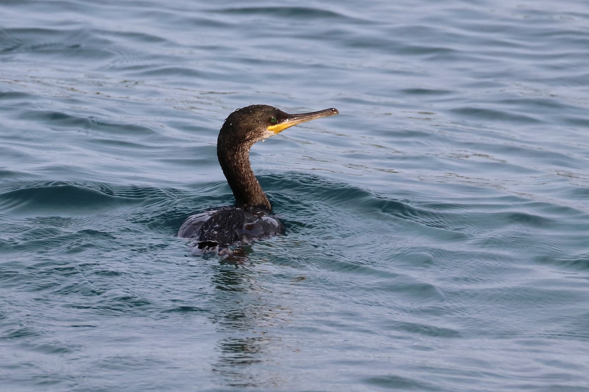 European Shag - ML642812616