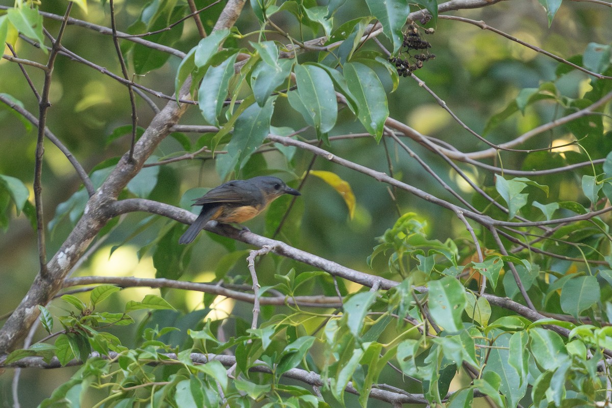Bower's Shrikethrush - ML642812618
