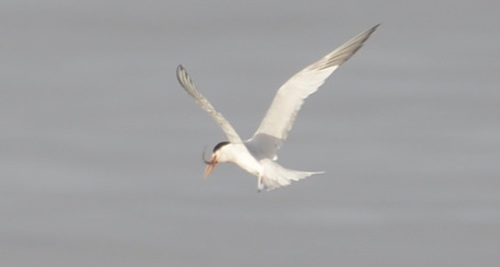 Elegant Tern - ML642812620