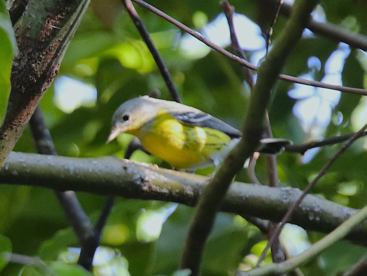 Magnolia Warbler - ML642812625