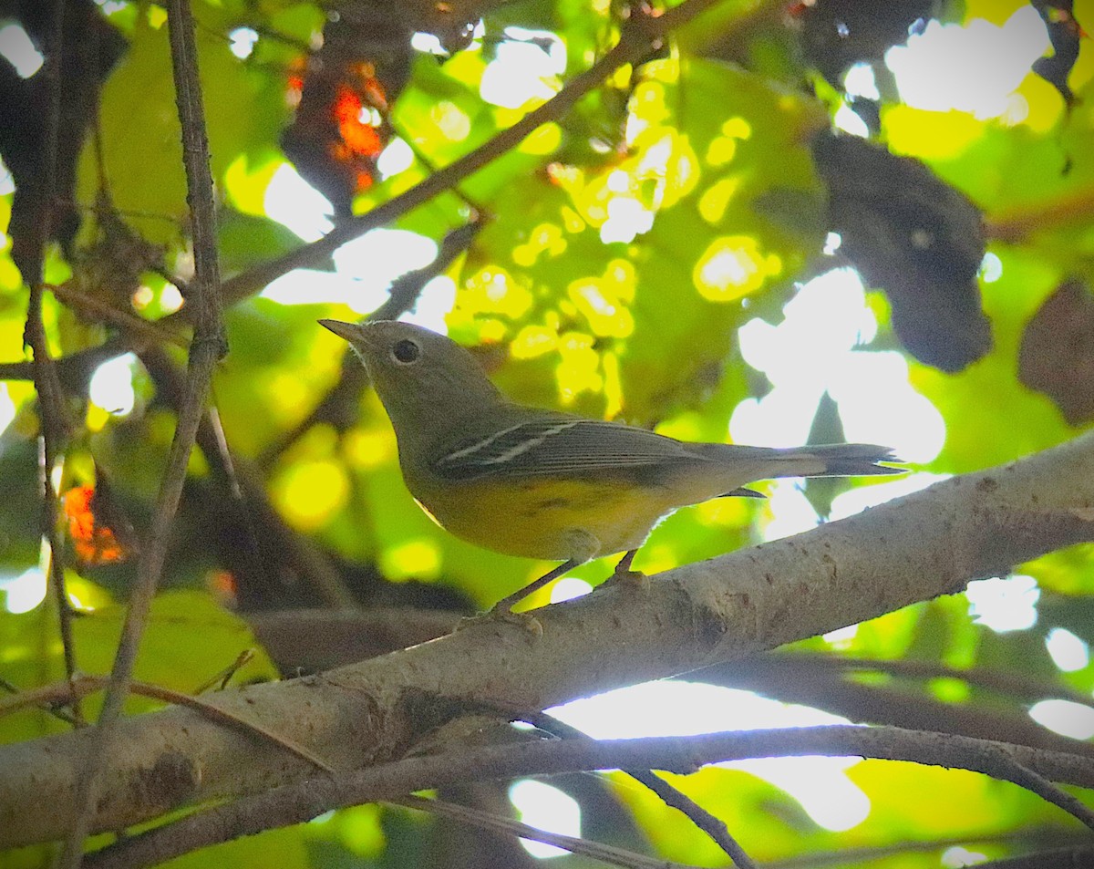 Magnolia Warbler - ML642812627
