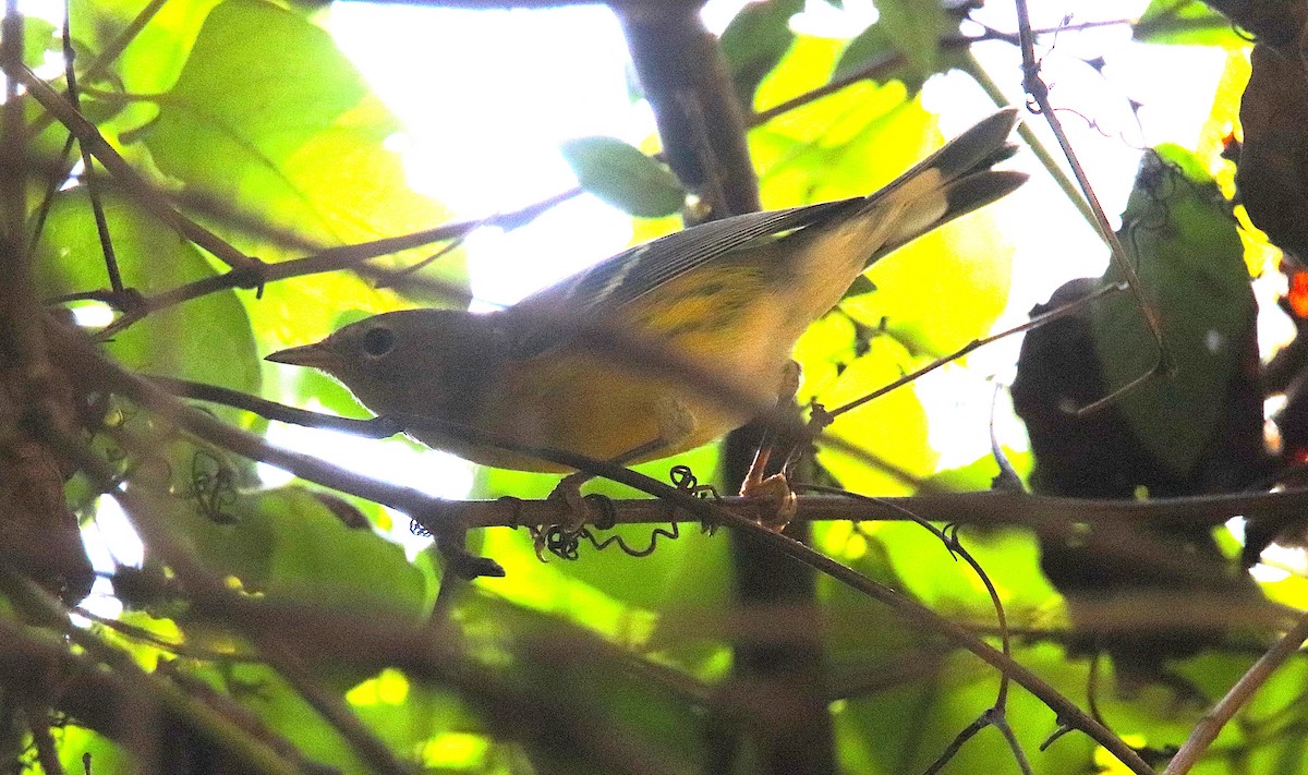 Magnolia Warbler - ML642812628