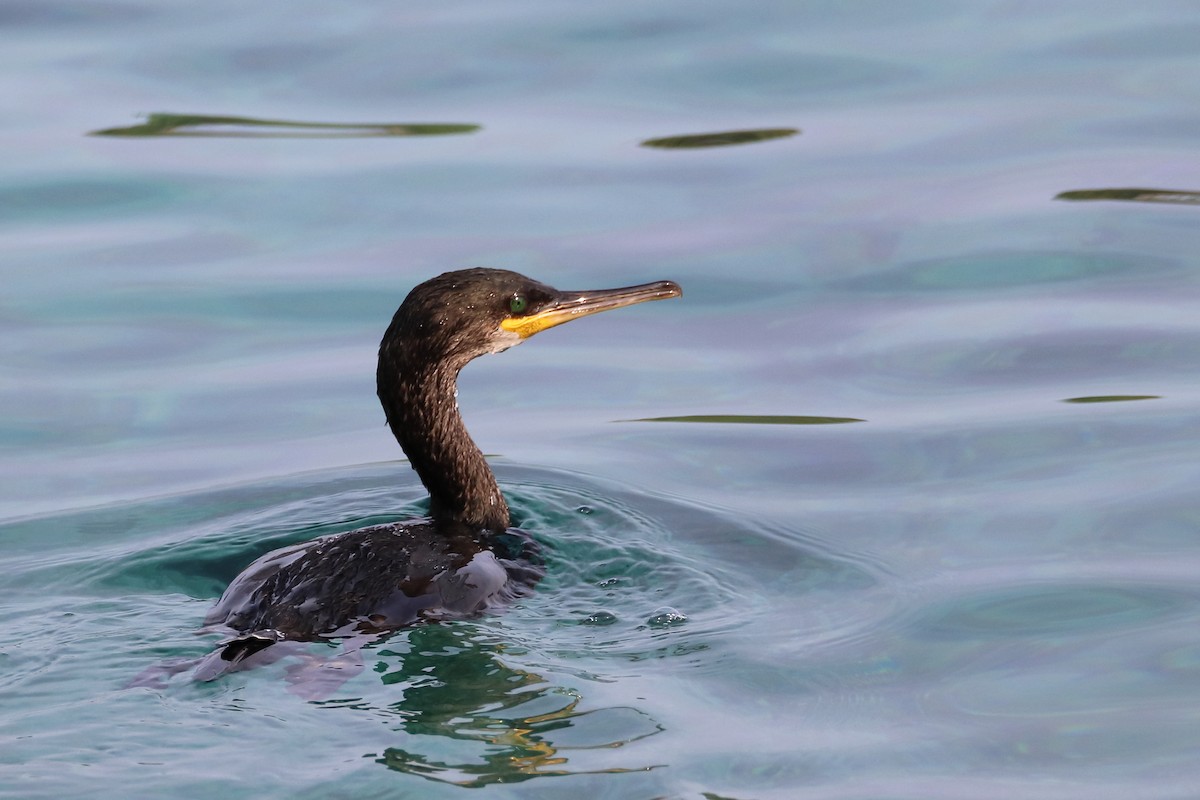European Shag - ML642812629