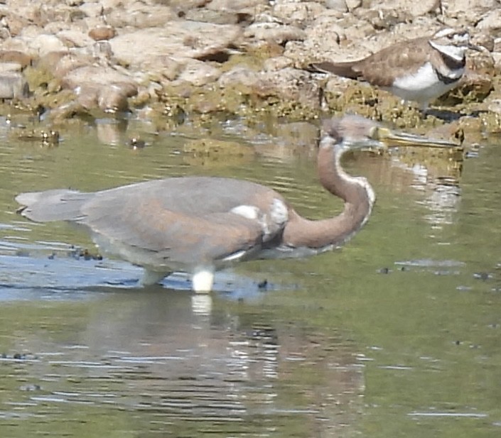 Tricolored Heron - ML642812632