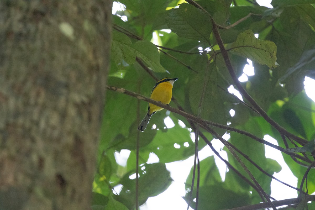 Yellow-breasted Boatbill - ML642812637