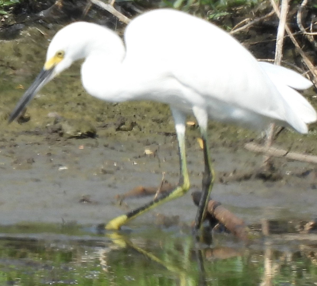 Snowy Egret - ML642812641