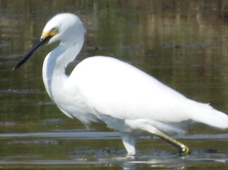 Snowy Egret - ML642812642