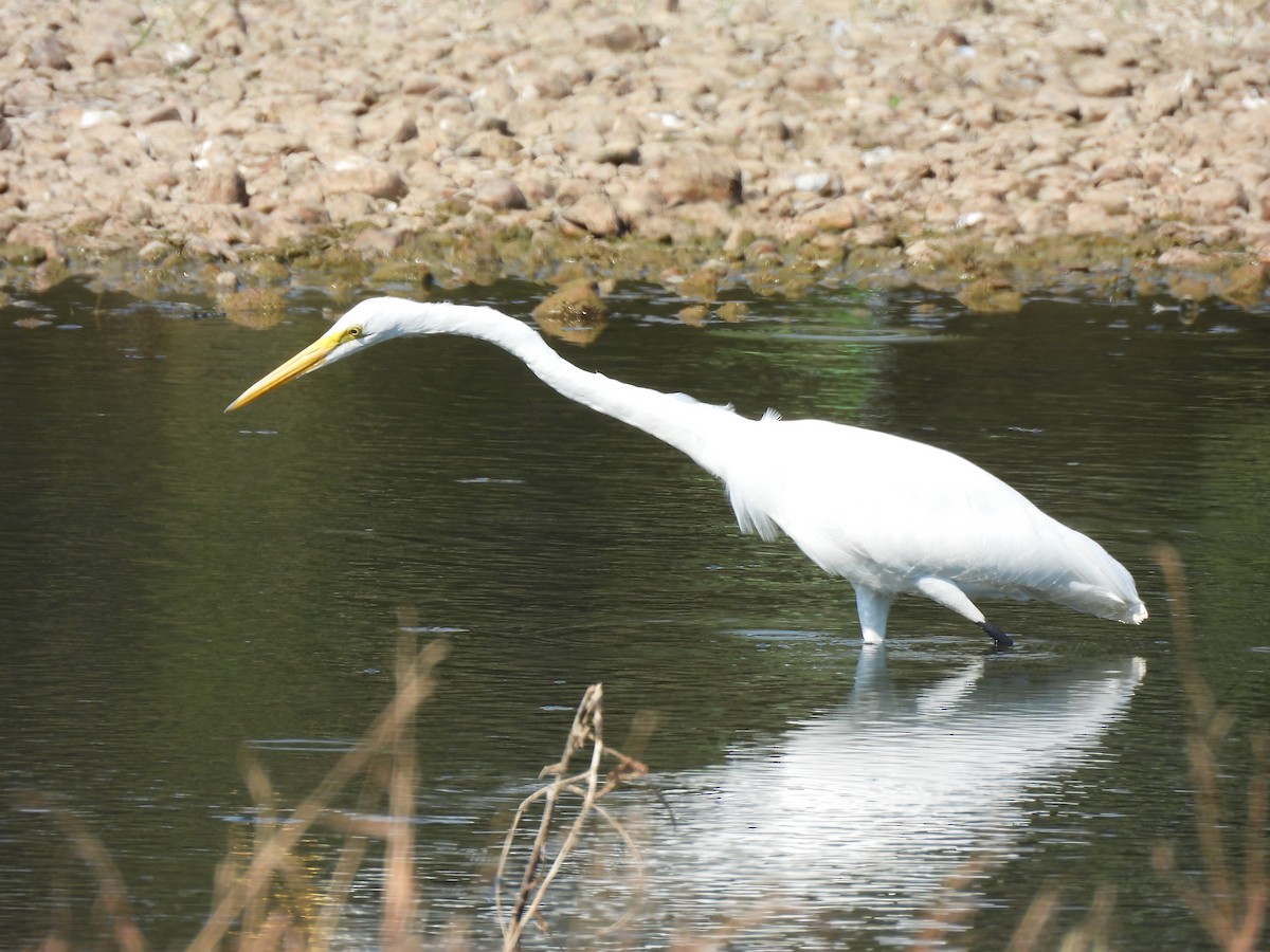 Great Egret - ML642812652
