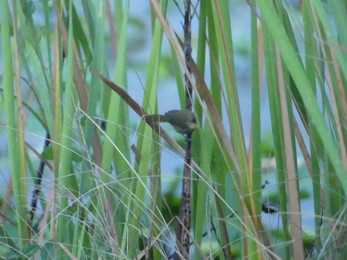 Common Yellowthroat - ML642812669