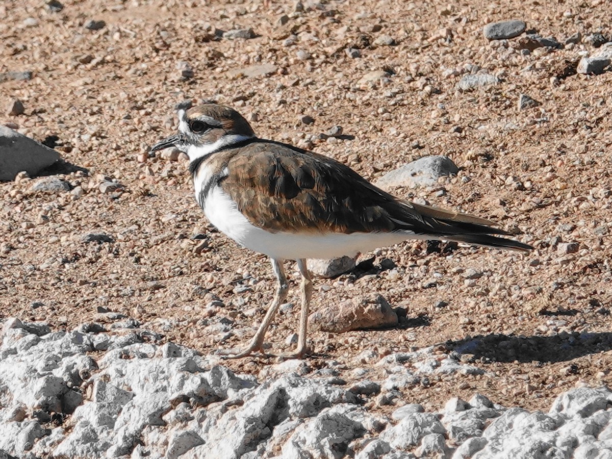 Killdeer - ML642812691