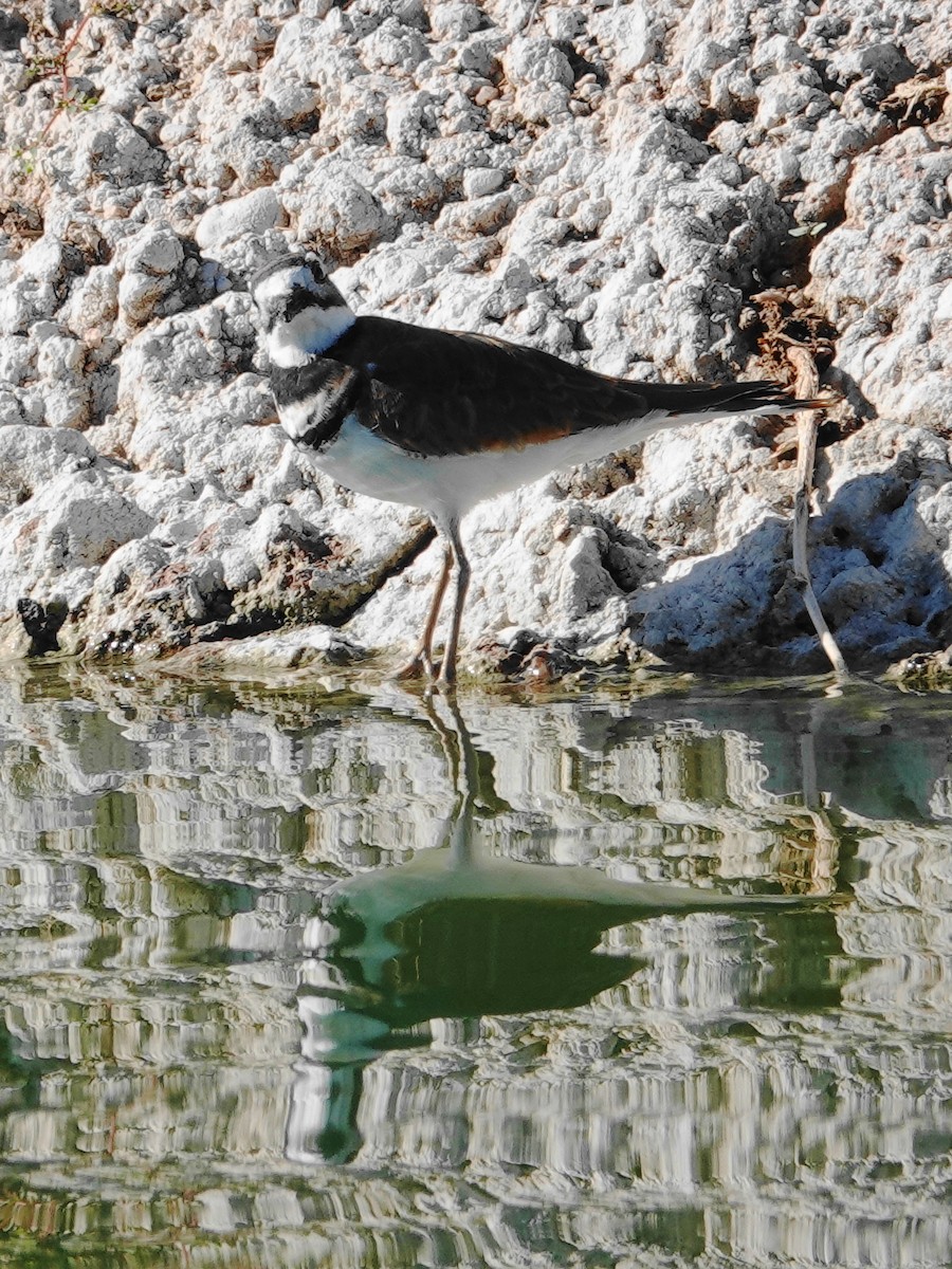 Killdeer - ML642812692
