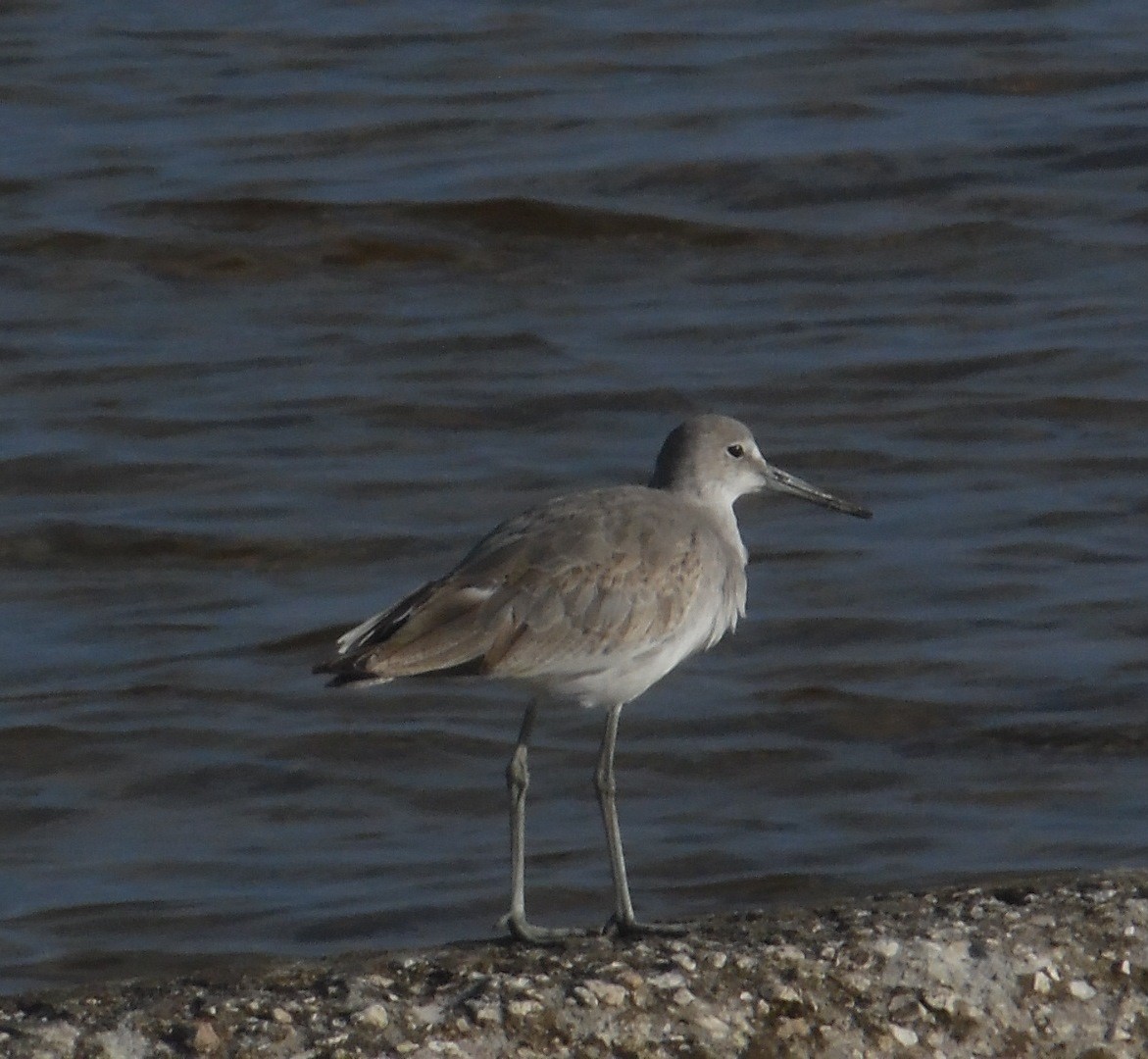 Willet - ML642812709