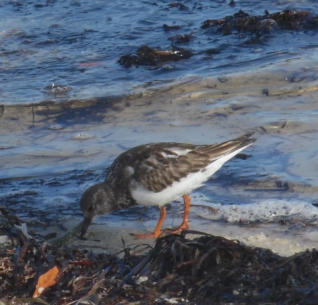 Ruddy Turnstone - ML642812716
