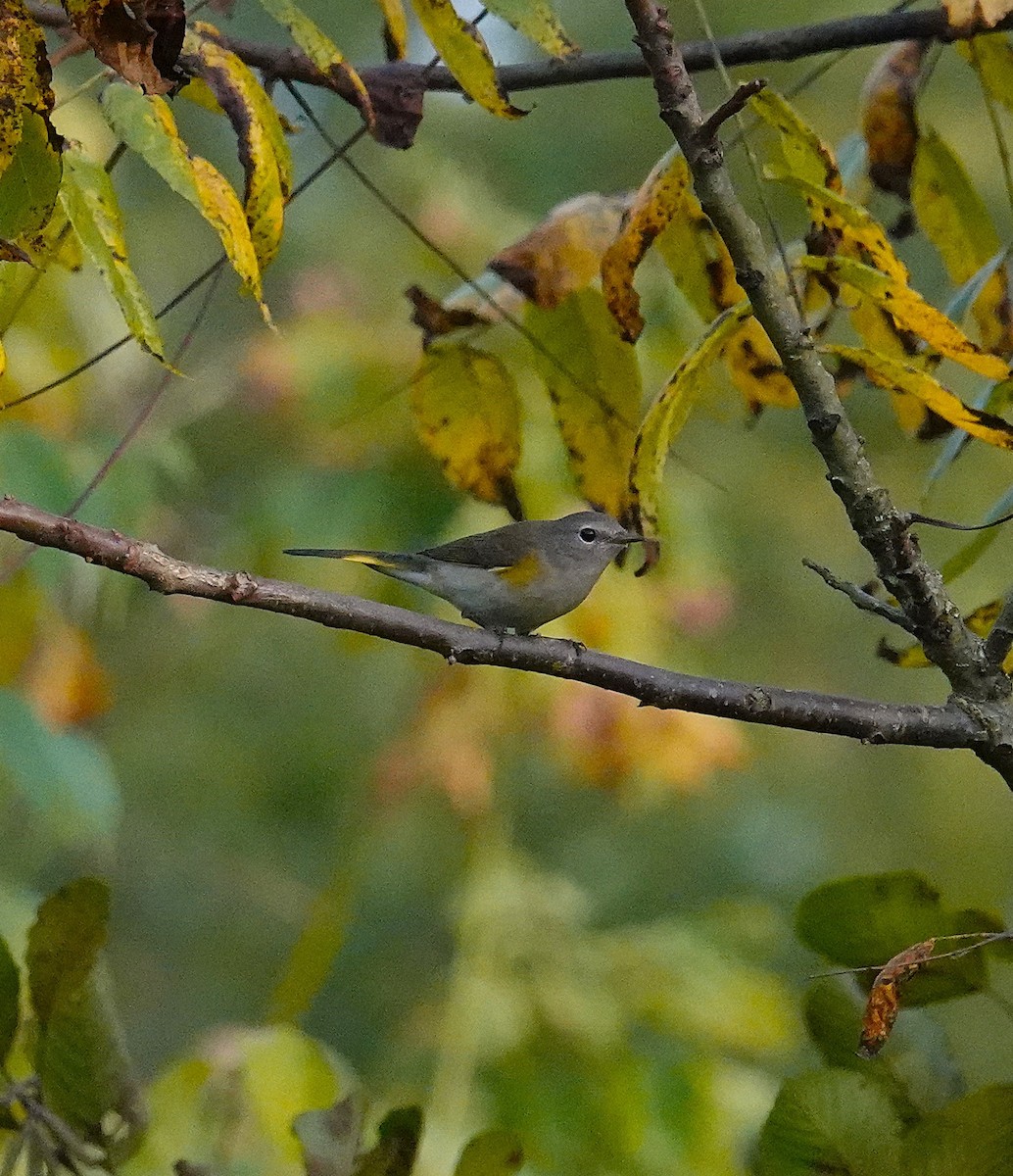 American Redstart - ML642812717