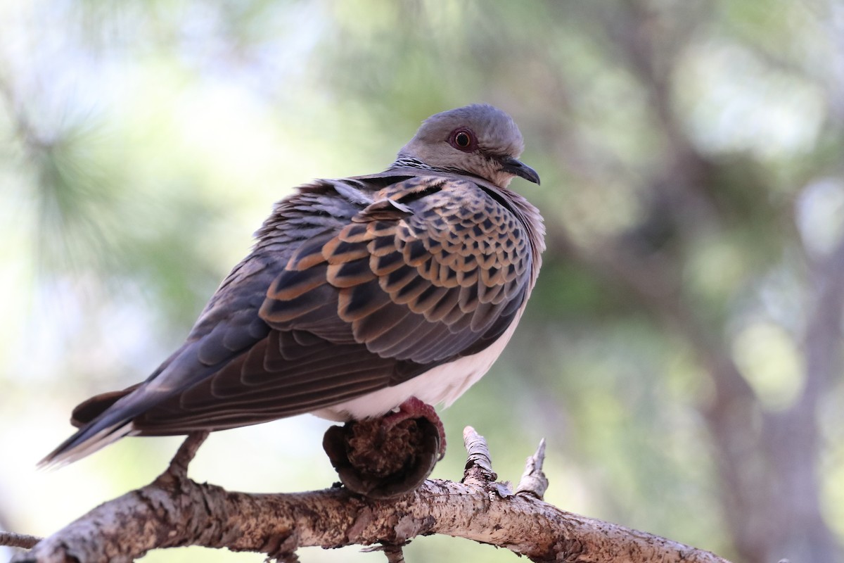 European Turtle-Dove - ML642812721
