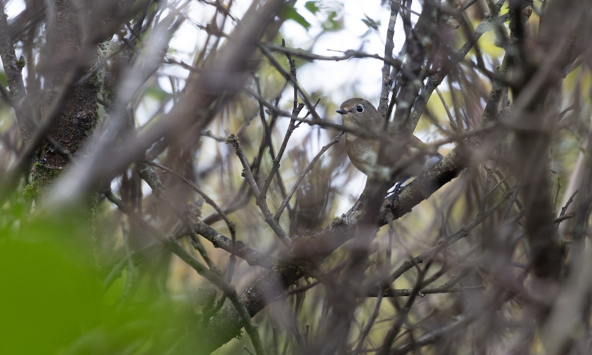 Codazzurro - ML642812722