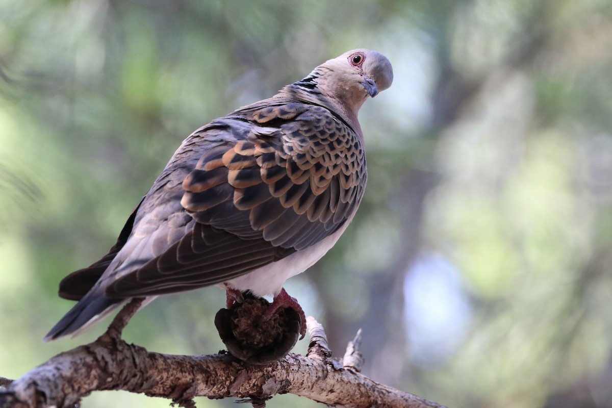 European Turtle-Dove - ML642812729