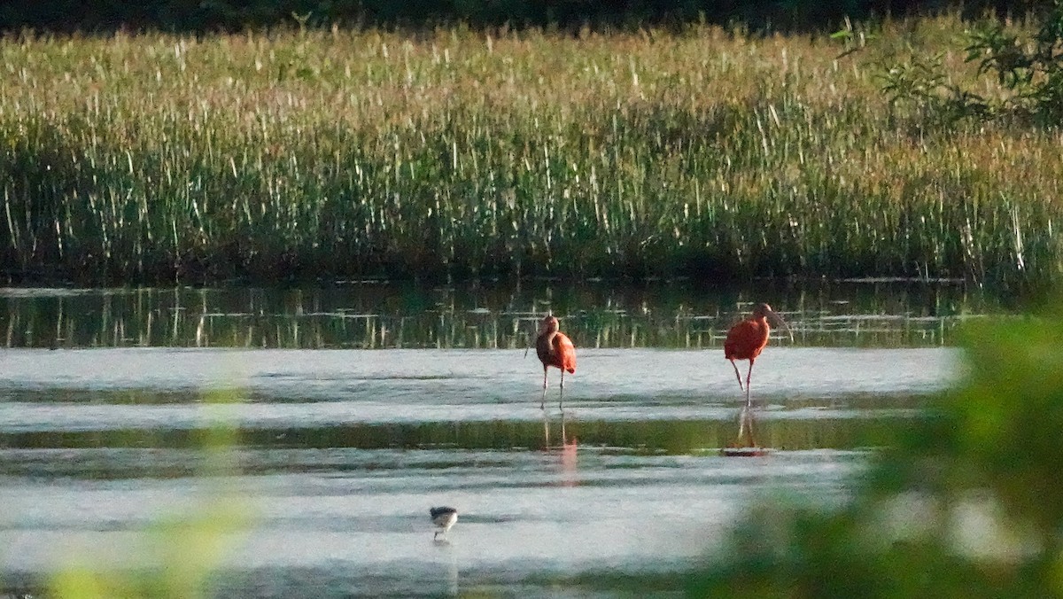 Scarlet Ibis - ML642812734