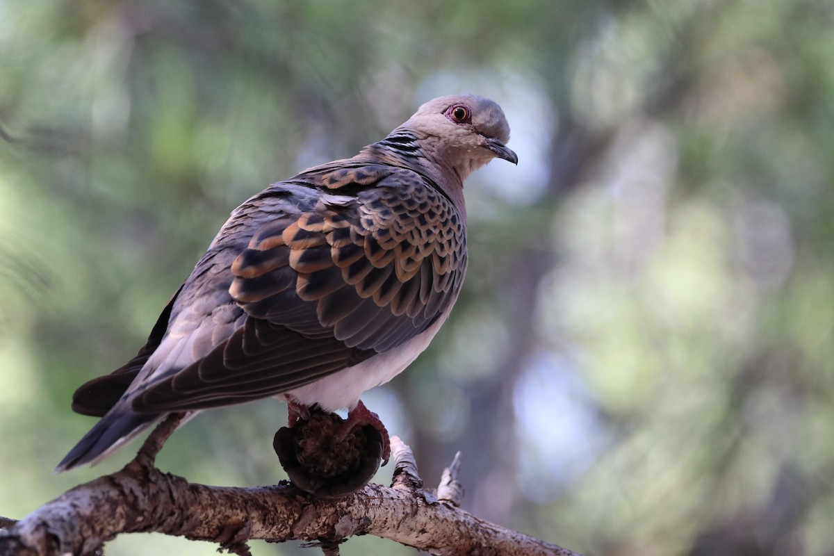 European Turtle-Dove - ML642812735