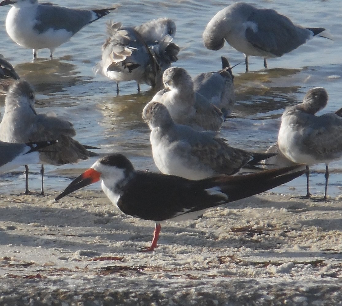 Black Skimmer - ML642812737