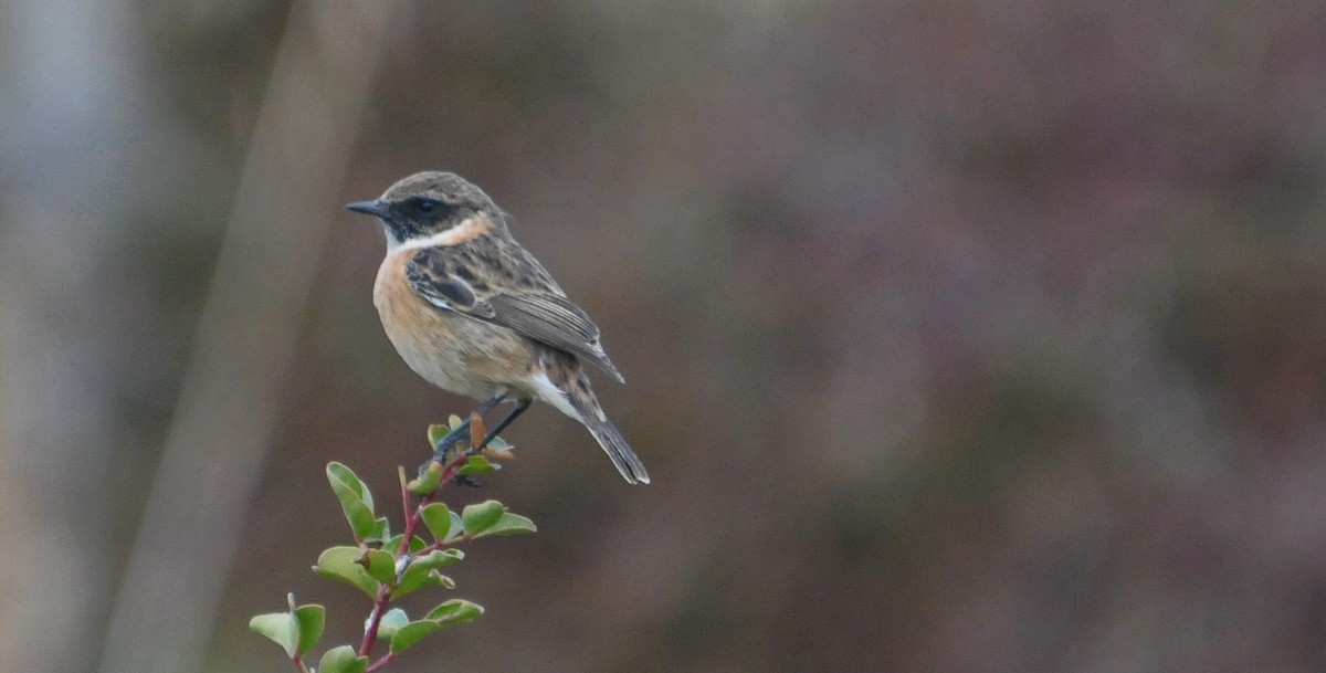 European Stonechat - ML642812747
