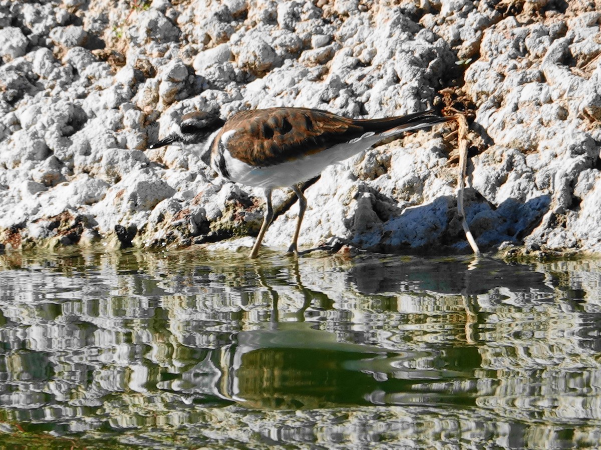 Killdeer - ML642812752