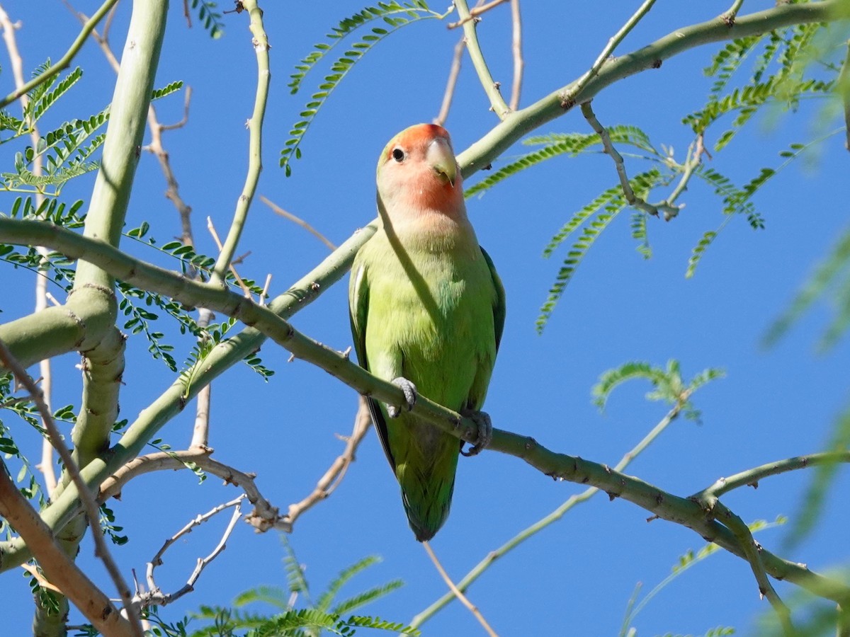 桃臉愛情鳥 - ML642812760