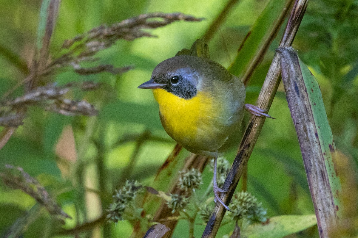 Common Yellowthroat - ML642812766