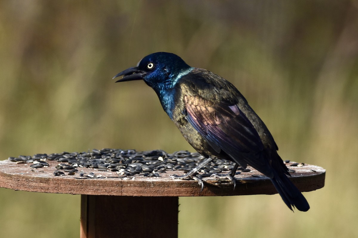 Common Grackle - ML642812770