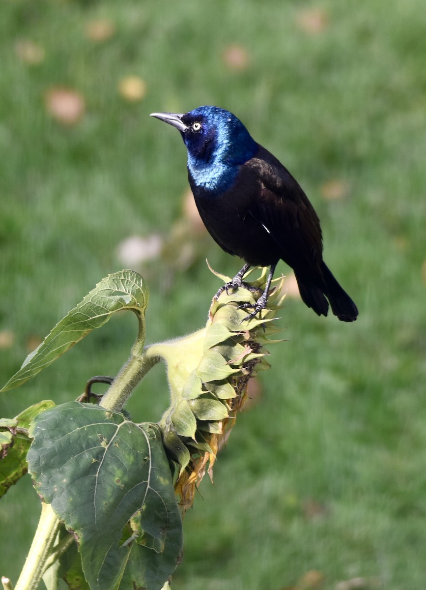 Common Grackle - ML642812771
