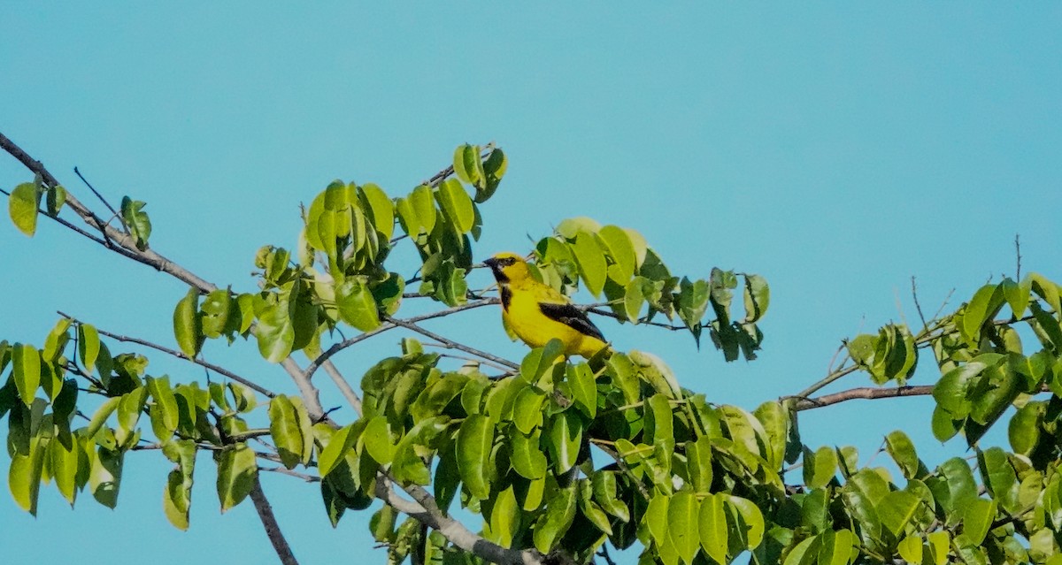 Yellow Oriole - ML642812773