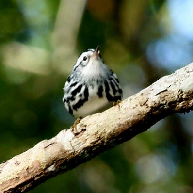 Black-and-white Warbler - ML642812777
