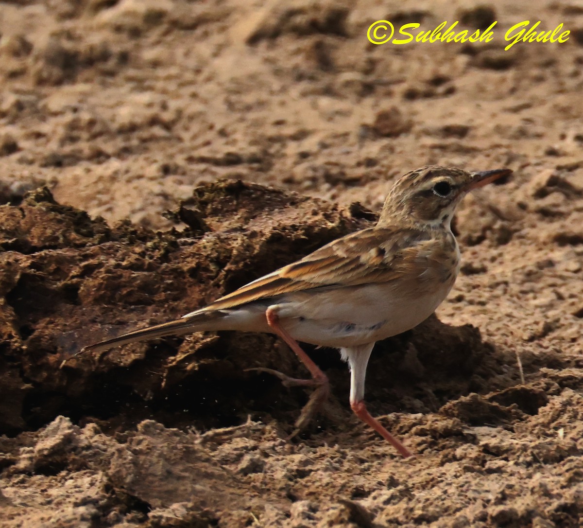 Paddyfield Pipit - ML642812812