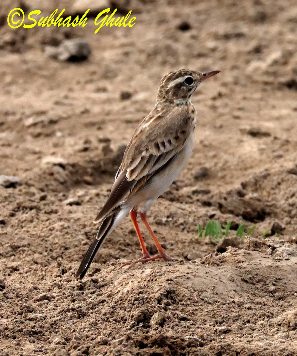 Paddyfield Pipit - ML642812813