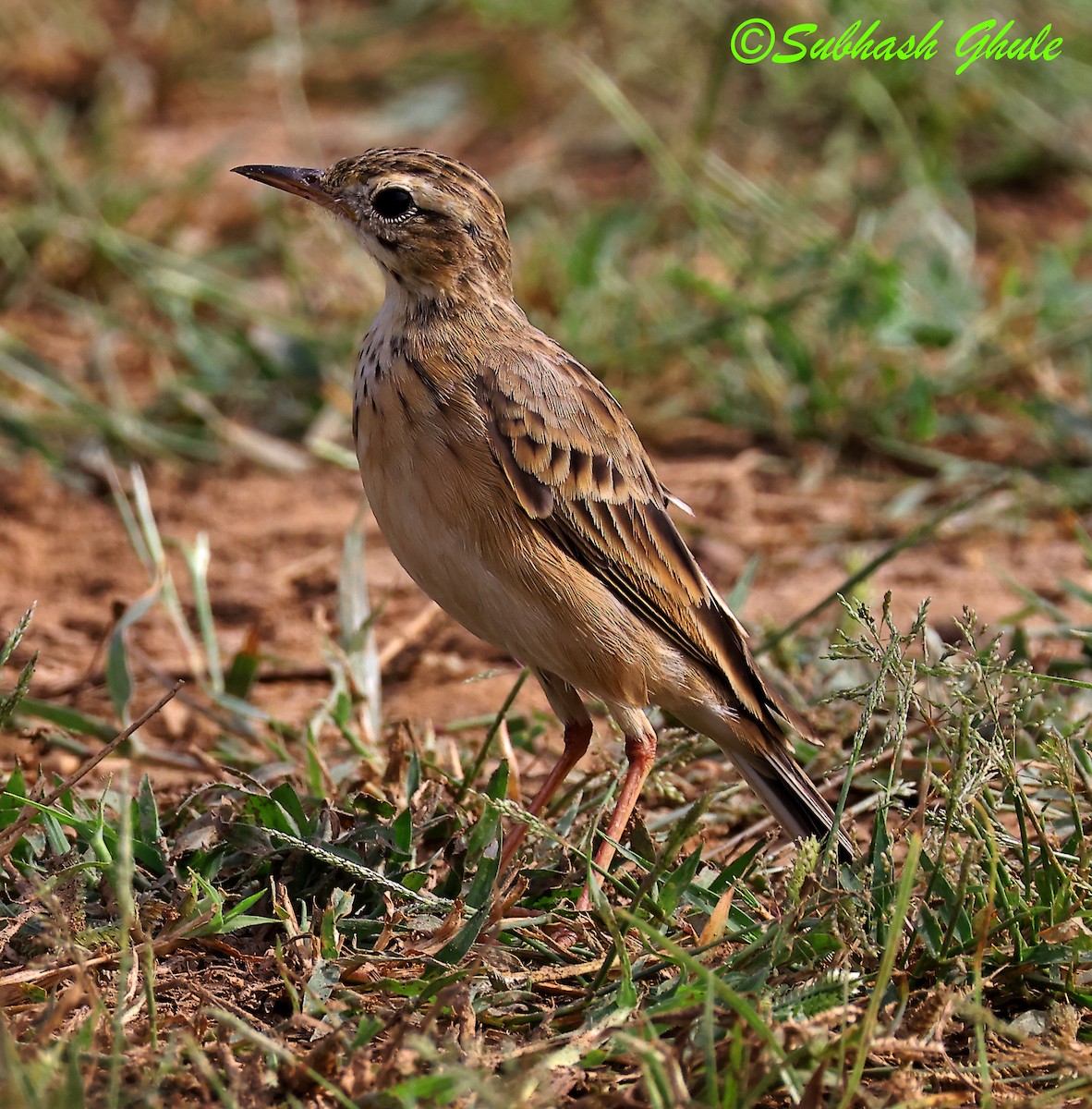 Paddyfield Pipit - ML642812814