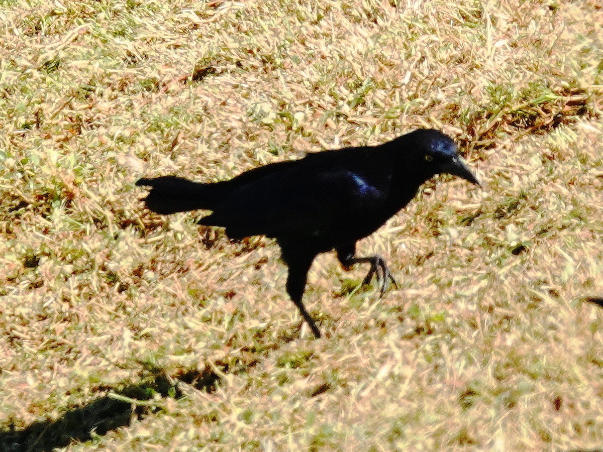 Great-tailed Grackle - ML642812819