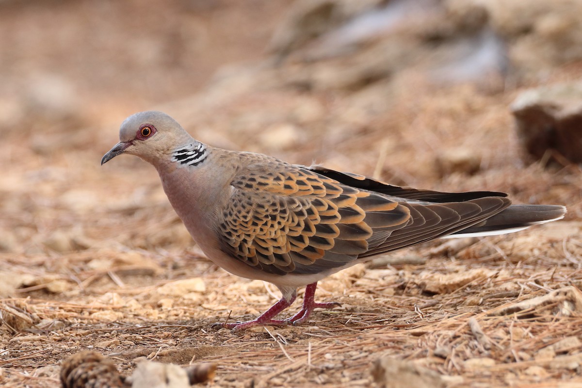 European Turtle-Dove - ML642812829