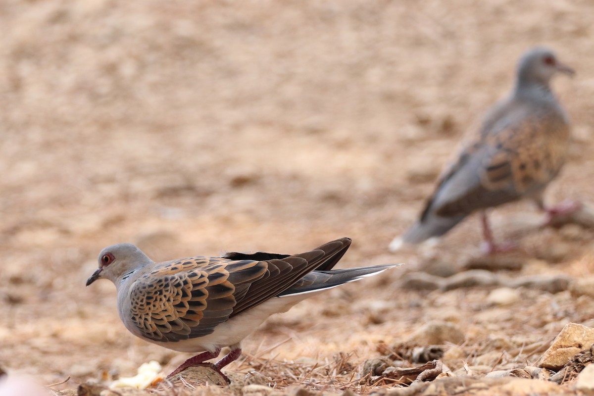 European Turtle-Dove - ML642812831