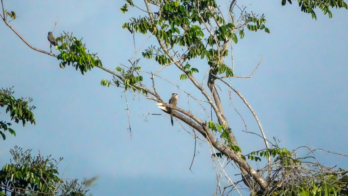 Striped Cuckoo - ML642812834